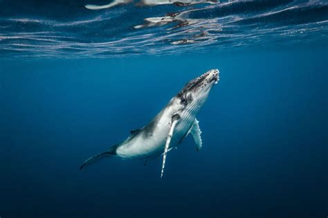 iwc whaling vote|IWC keeps whaling moratorium in place .